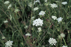 Pimpinella peregrina, photograph (c) Eleftherios Katsillis, some rights reserved (CC BY)
