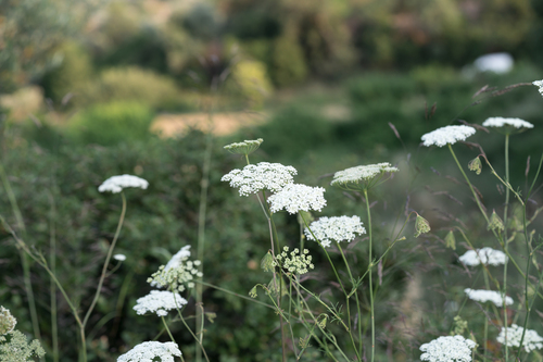 Pimpinella peregrina