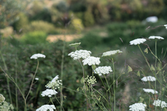 Pimpinella peregrina