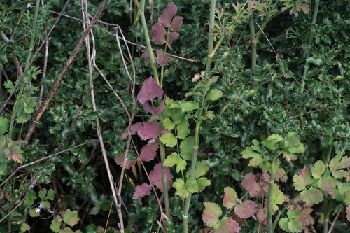 Pimpinella peregrina, photograph 2