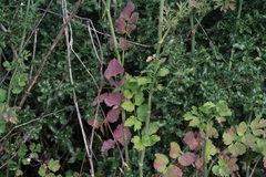 Pimpinella peregrina, photograph (c) Eleftherios Katsillis, some rights reserved (CC BY)