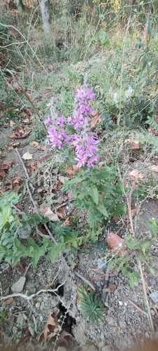purple loosestrife