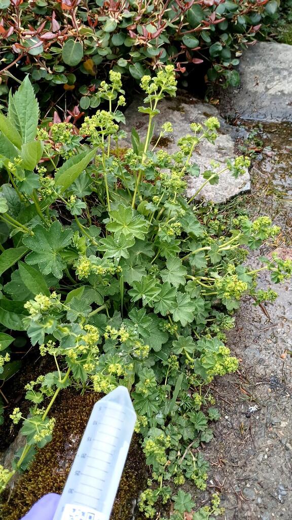 Alchemilla xanthochlora