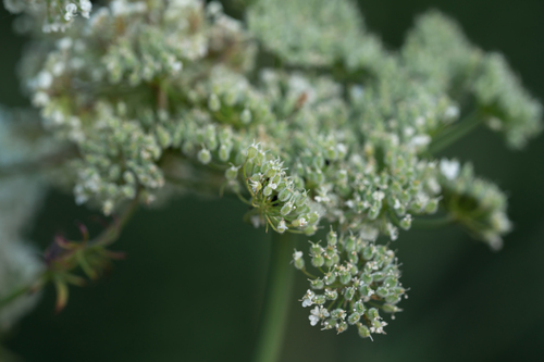 Pimpinella peregrina, photograph 3