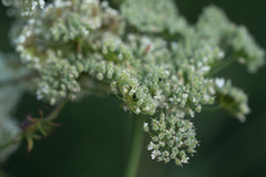 Pimpinella peregrina, photograph (c) Eleftherios Katsillis, some rights reserved (CC BY)