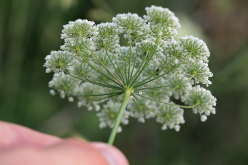 Pimpinella peregrina, photograph 4