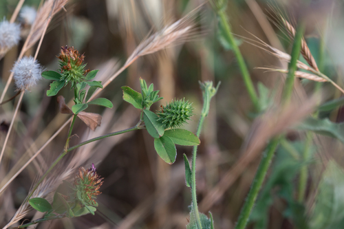 Hedgehog Clover (Trifolium echinatum)