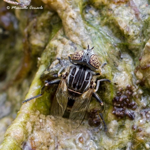 Small Spotty-eyed Drone Fly
