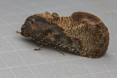 Batracharta nigritogata