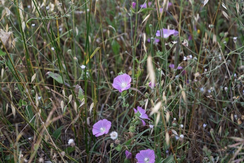 Spotted-stalked Tree-mallow (Malva punctata)