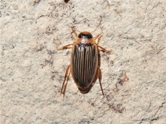 Lancetes lanceolatus