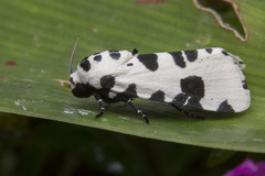 Clethrorasa pilcheri