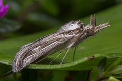 Schistorhynx argentistriga