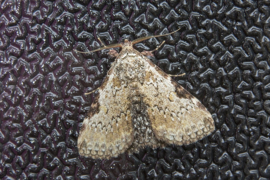 Caduca phronimus