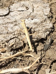 Litaneutria pacifica