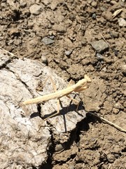 Litaneutria pacifica