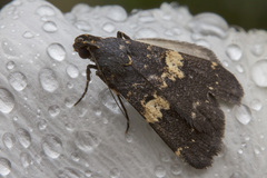 Hydrillodes gravatalis