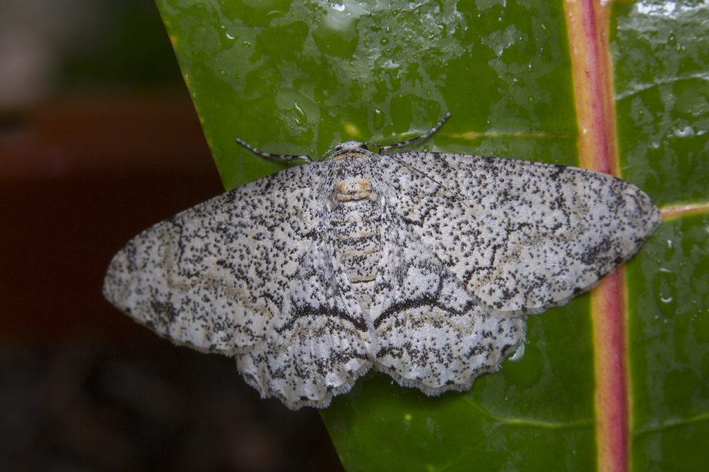 Biston pustulata