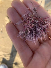 Lithothrix aspergillum