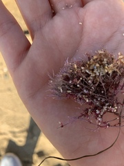 Lithothrix aspergillum