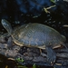 Eastern River Cooter - Photo (c) Joe, some rights reserved (CC BY-NC), uploaded by Joe