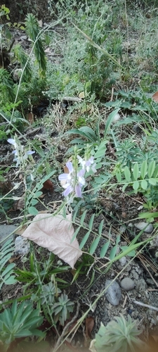 common milkpea