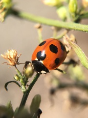 Coccinella septempunctata