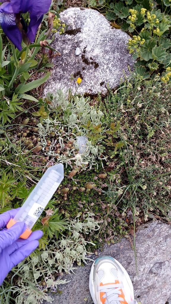 Pulsatilla patens