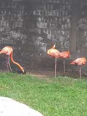 Phoenicopterus