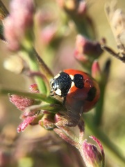 Coccinella septempunctata