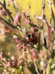 Coccinella septempunctata