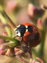 Coccinella septempunctata