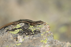 Pyrenean Rock Lizard photo 4
