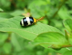 Paranaita generosa