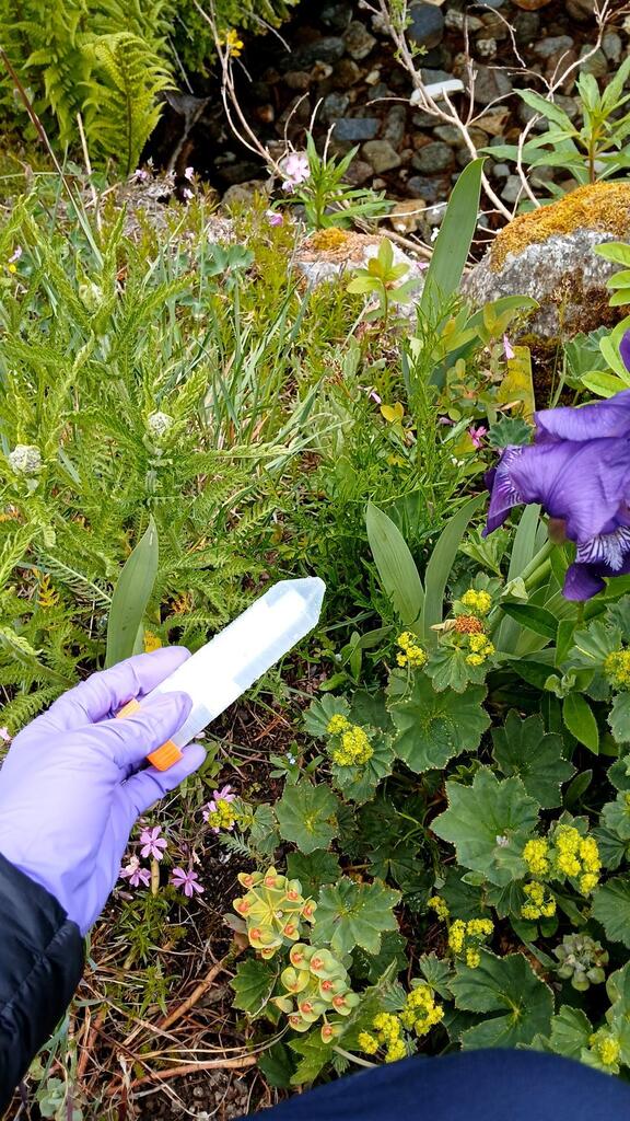 Centaurea scabiosa