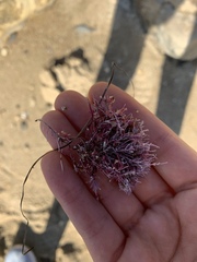 Lithothrix aspergillum