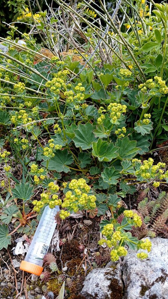 Alchemilla