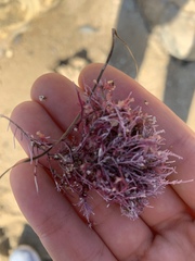 Lithothrix aspergillum