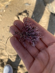 Lithothrix aspergillum