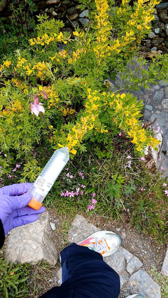 Chamaecytisus hirsutus