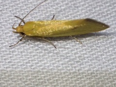 Telocharacta hemicroca