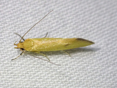 Telocharacta hemicroca