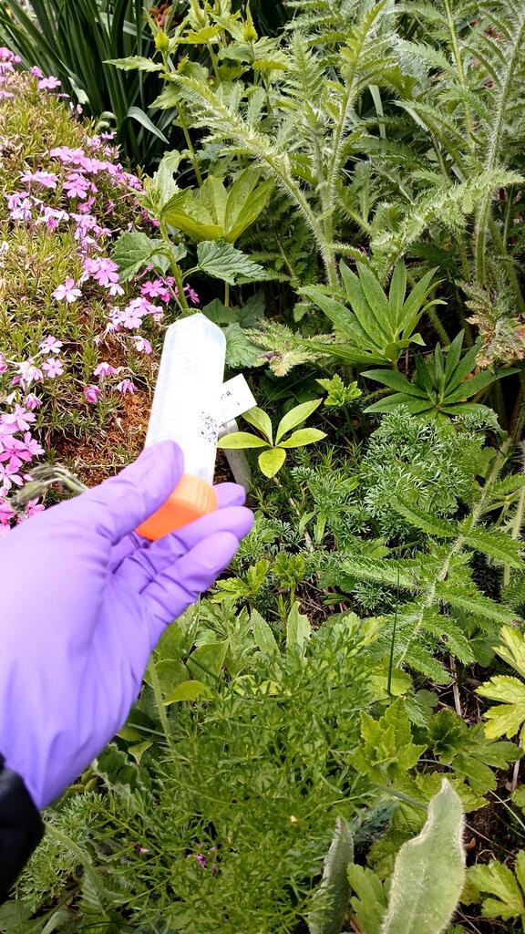Campanula trachelium