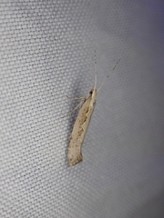 Plutella xylostella