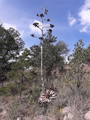 Agave parryi