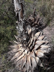 Agave parryi