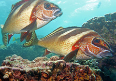 Painted Morwong photo 2
