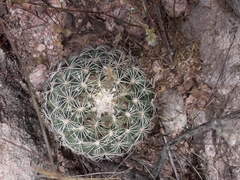Coryphantha compacta