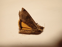 Noctua pronuba