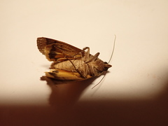 Noctua pronuba